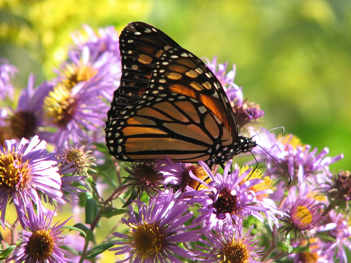 img: monarch butterfly on purple flowers