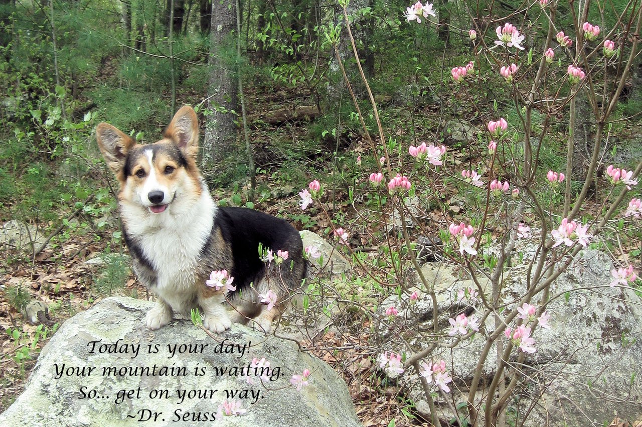 img: Corgi on a boulder text: "Today is your day! Your mountain is waiting... so get on your way! Dr. Seuss"