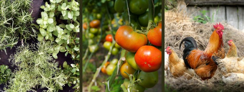 IMG: a banner containing a photos of herbs, tomatoes, and chickens