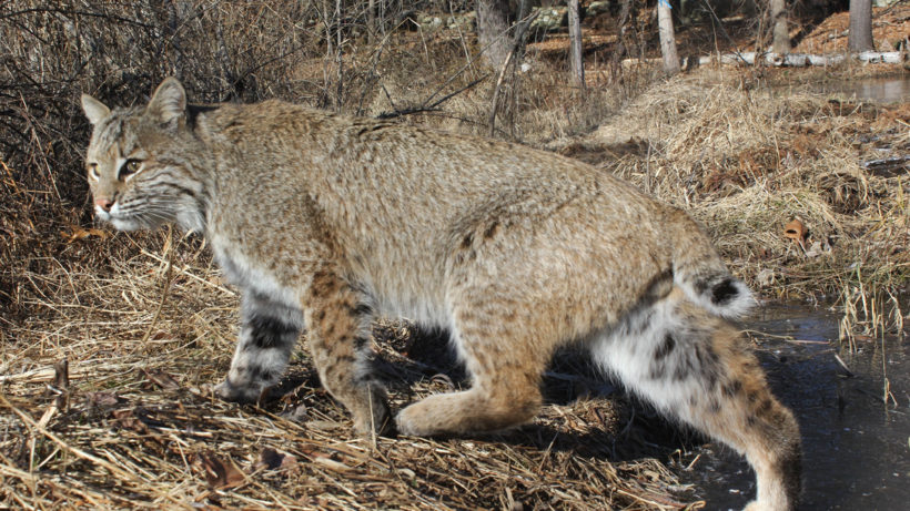 [image] bobcat walking