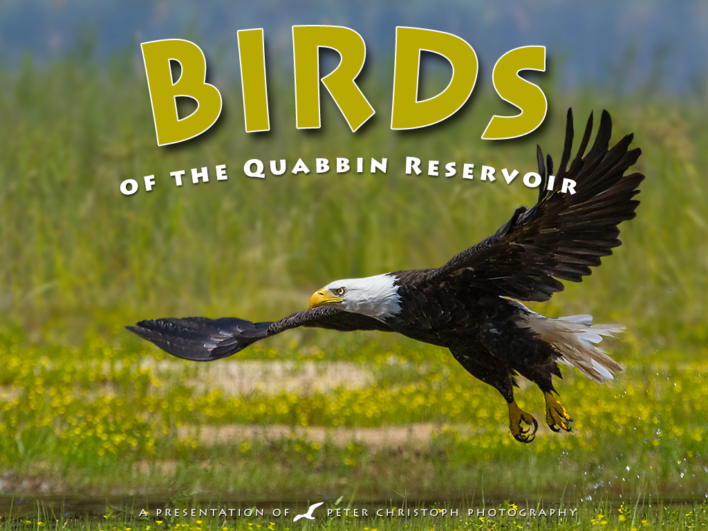 [img] bald eagle soaring close to the water, greenry in the back ground. [text] "birds of the quabbin reservoir"