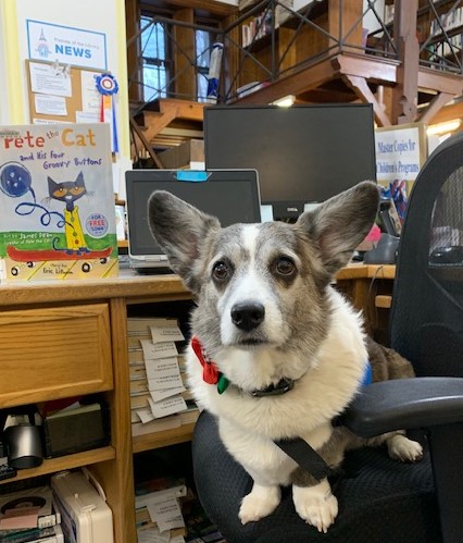 image: a grey and white corgi sitting on a chair, next to the picture book Pete the Cat