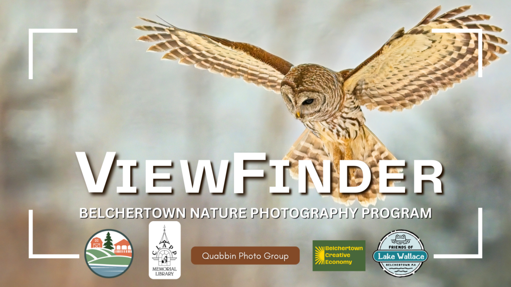 "ViewFinder Belchertown Nature Photography Program" over an owl in flight